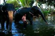 elephantbath.JPG